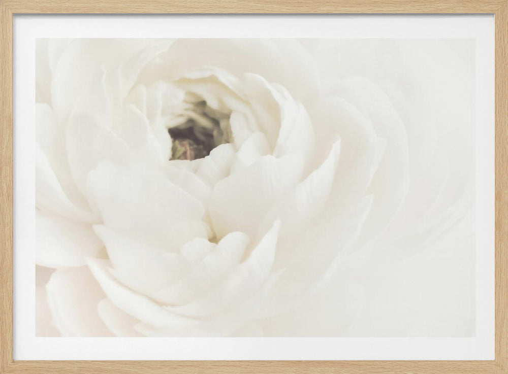 A soft-focus, macro photograph of a white ranunculus flower, its delicate, layered petals filling the frame. The image has a bright, ethereal quality and is presented in a brushed silver frame. Wall Art