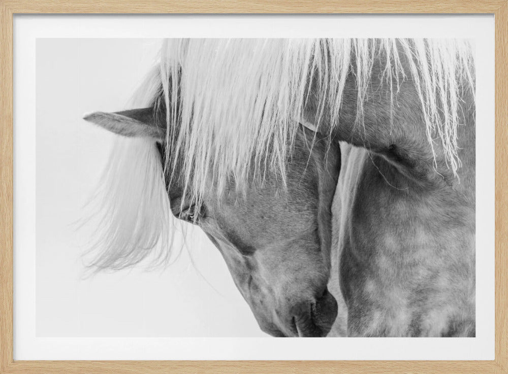 A framed black and white close-up photograph of a horse's head. The horse's head is bowed, and its long, light-colored mane hangs down, covering its eye and creating a soft, gentle feel against the plain white background. Print