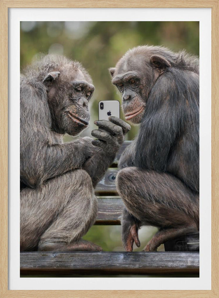 A humorous photo of two chimpanzees sitting on a wooden bench, looking intently at a silver smartphone held by one of the chimps as if they are watching a video or taking a selfie. Print