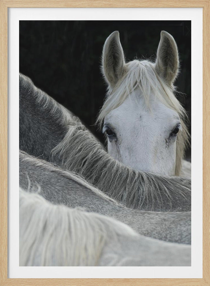 A close-up photograph of a white horse with alert ears, peering directly at the camera over the gray back and mane of another horse in the foreground. The background is dark, making the white horse's face the central focus. Poster