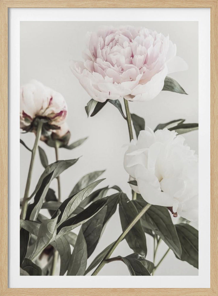 A close-up, low-angle photograph of three peonies against a light gray background. A large, pale pink peony is at the top, a white peony is on the right, and another flower is seen from behind on the left, all surrounded by dark green leaves. Print