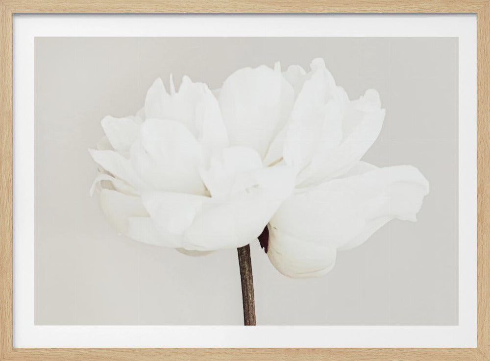 A close-up, slightly off-center photograph of a fully bloomed white peony against a plain, light grey background, presented in a silver brushed metal frame. Artwork