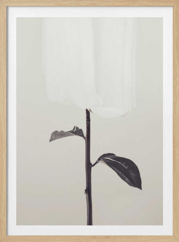 Peony 18 - Poster / Art Print