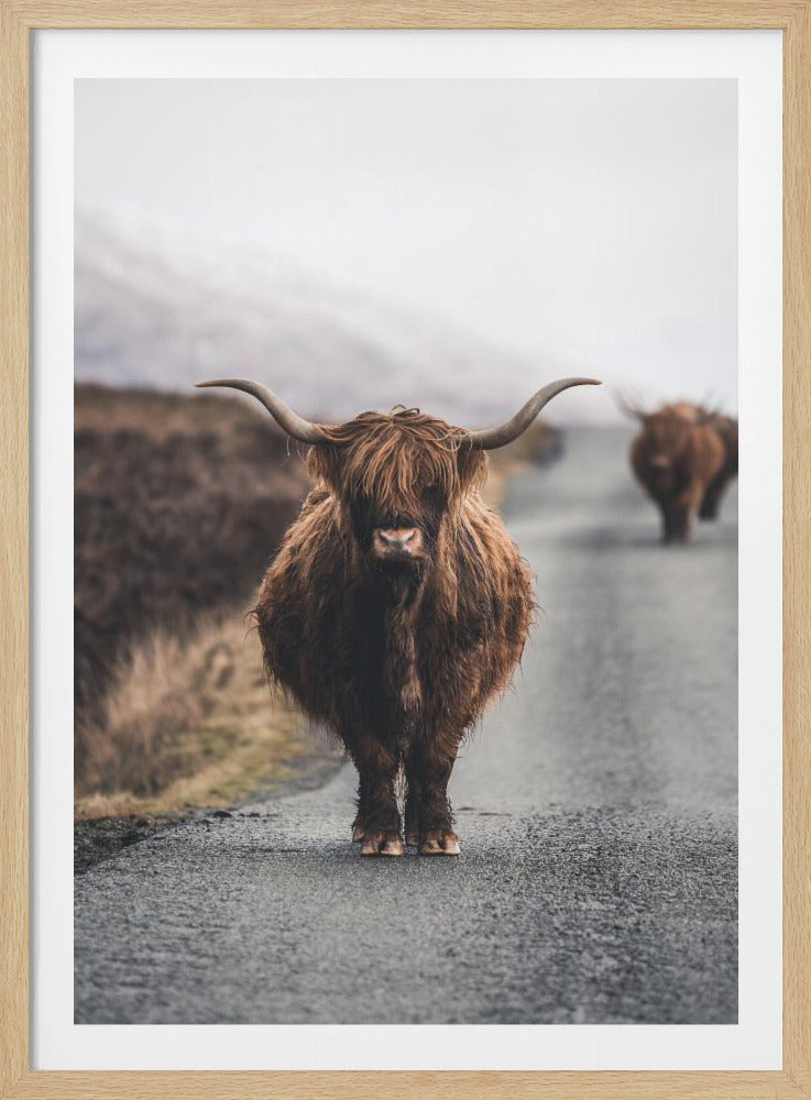 A portrait photograph of a shaggy, brown Highland cow standing in the center of a narrow road, looking directly at the camera. Another Highland cow is seen further down the road in the background, with a misty, hilly landscape on either side. Wall Art
