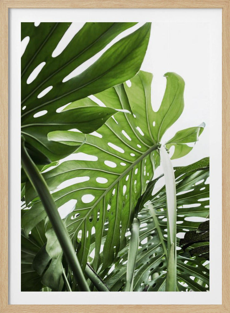 A low-angle, close-up photograph of vibrant green Monstera deliciosa leaves, showcasing their natural splits and holes against a bright white background, enclosed in a thin black frame. Print