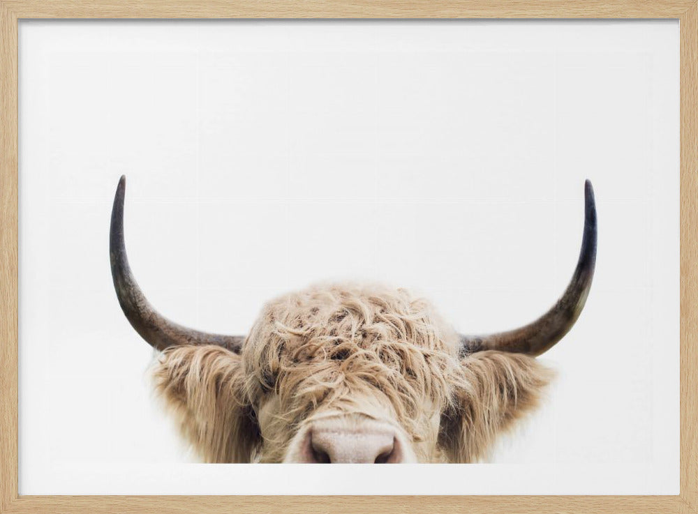 A close-up photograph of a shaggy Highland cow peeking up from the bottom of the frame, showing only its furry head and long, curved horns against a stark white background, enclosed in a silver frame. Poster