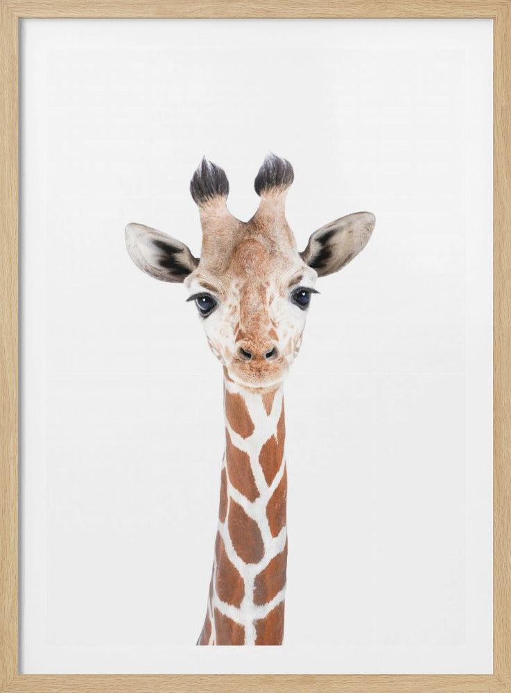A close-up portrait of a baby giraffe with large, dark eyes looking directly at the camera against a stark white background, enclosed in a thin black frame. Print