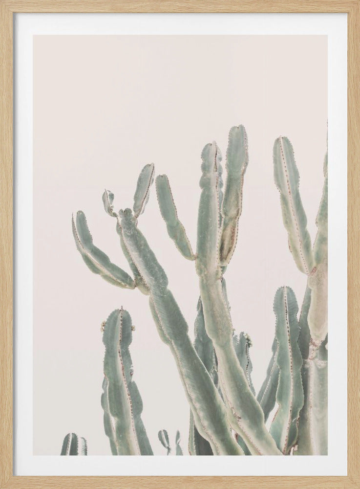 A minimalist photograph of a pale, sage-green cactus with multiple arms reaching up towards the top of the frame, set against a plain off-white background and enclosed in a thin black frame. Artwork