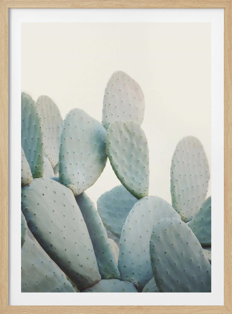 A close-up photograph of pale, dusty green prickly pear cactus pads against a bright, off-white background, presented in a minimalist style with a thin black frame. Artwork