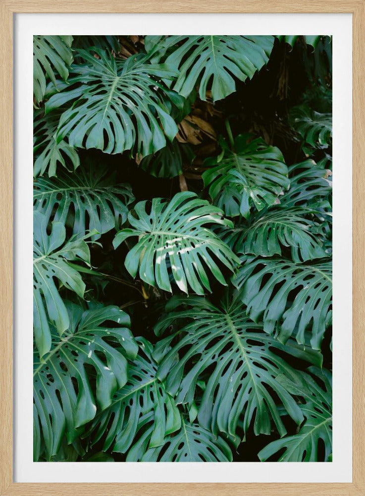 A close-up photograph of a dense cluster of large, vibrant green Monstera deliciosa leaves, also known as Swiss cheese plants. The leaves, with their characteristic splits and holes, fill the frame, creating a lush, textured pattern against a dark, shadowy background. Artwork