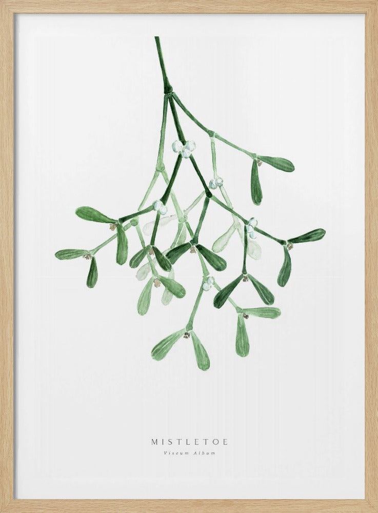 A framed botanical illustration of a sprig of mistletoe hanging from the top. The watercolor painting shows green leaves and stems with small white berries against a plain white background. At the bottom, text reads 'MISTLETOE' and its scientific name 'Viscum Album'. Poster