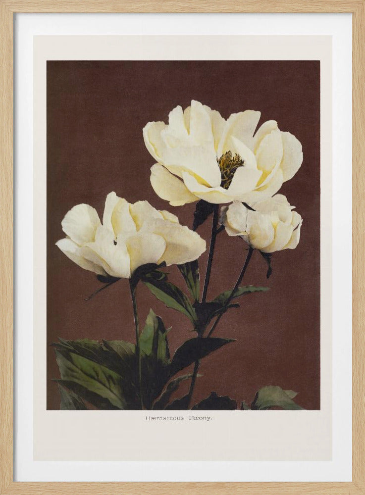 A vintage botanical print featuring three blooming white herbaceous peonies with green leaves against a solid dark brown background. The illustration is framed in black with a white mat. Wall Art
