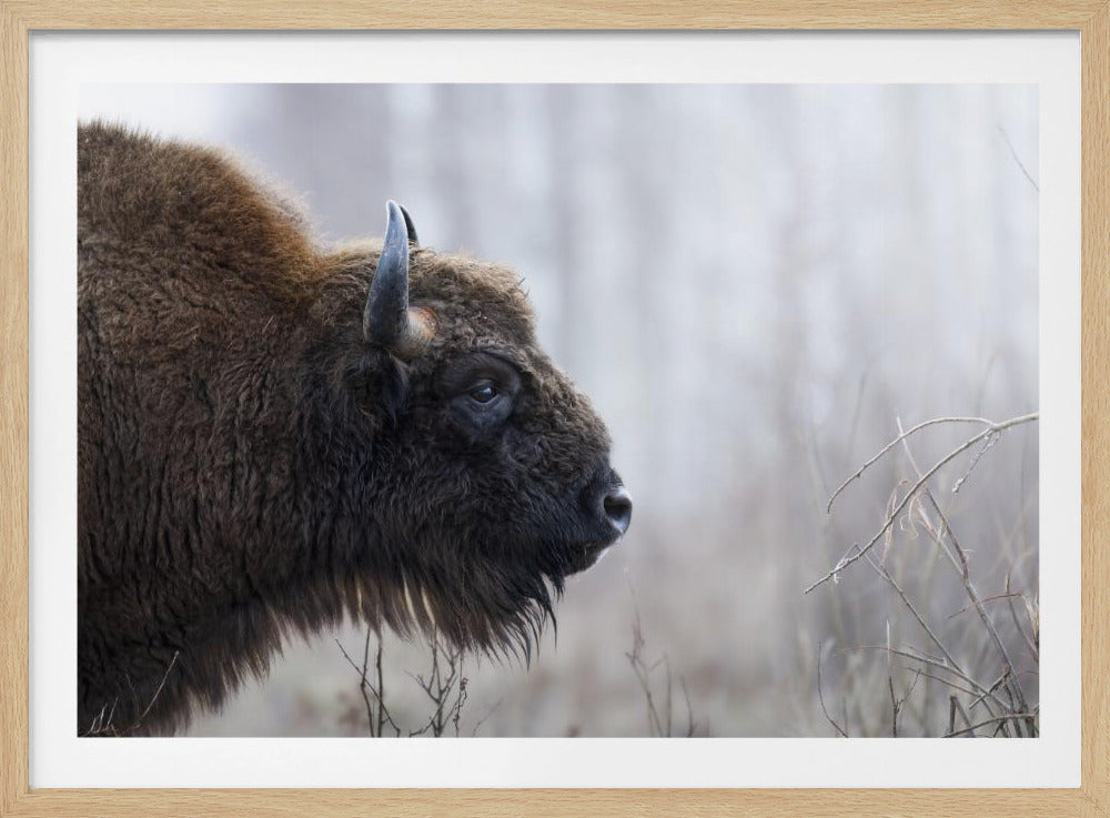 A close-up profile shot of a large European bison with thick brown fur and a dark horn, set against a misty, out-of-focus natural background, all within a silver-colored frame. Poster