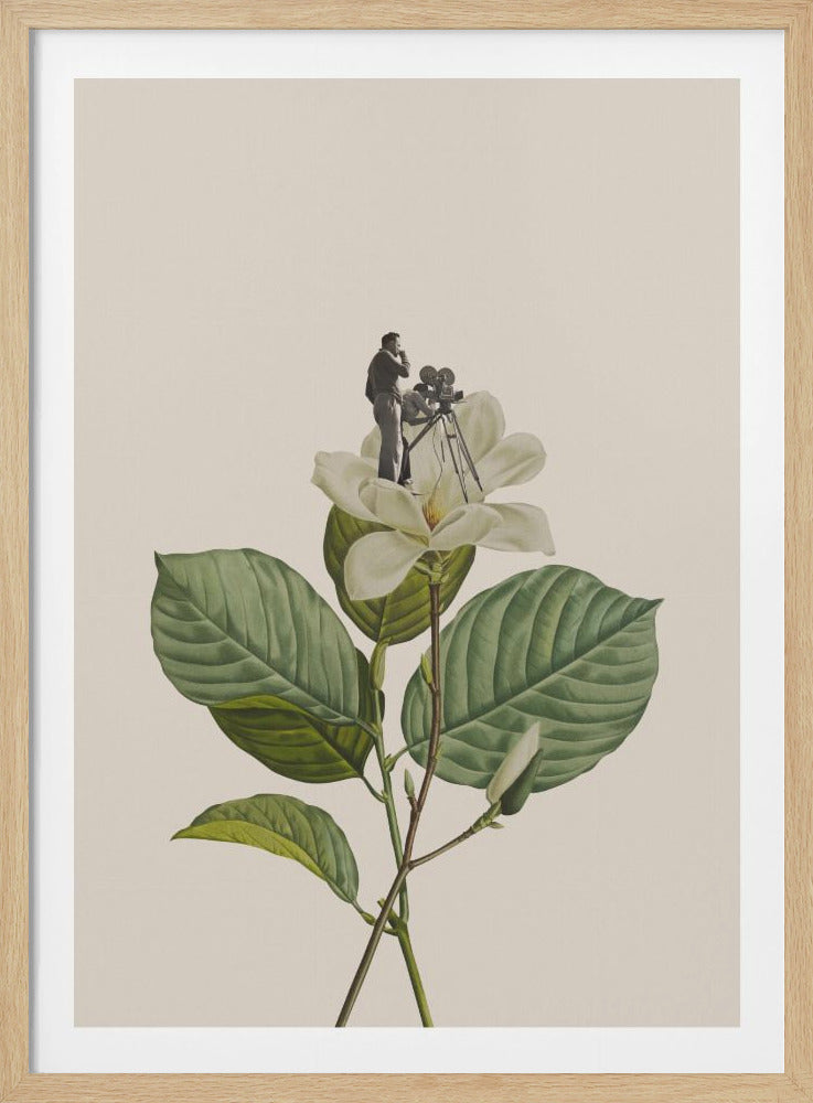 A surreal collage featuring a vintage botanical illustration of a large white magnolia flower. Perched atop the bloom is a tiny, black-and-white figure of a cameraman with a vintage movie camera on a tripod. The background is a solid cream color. Artwork