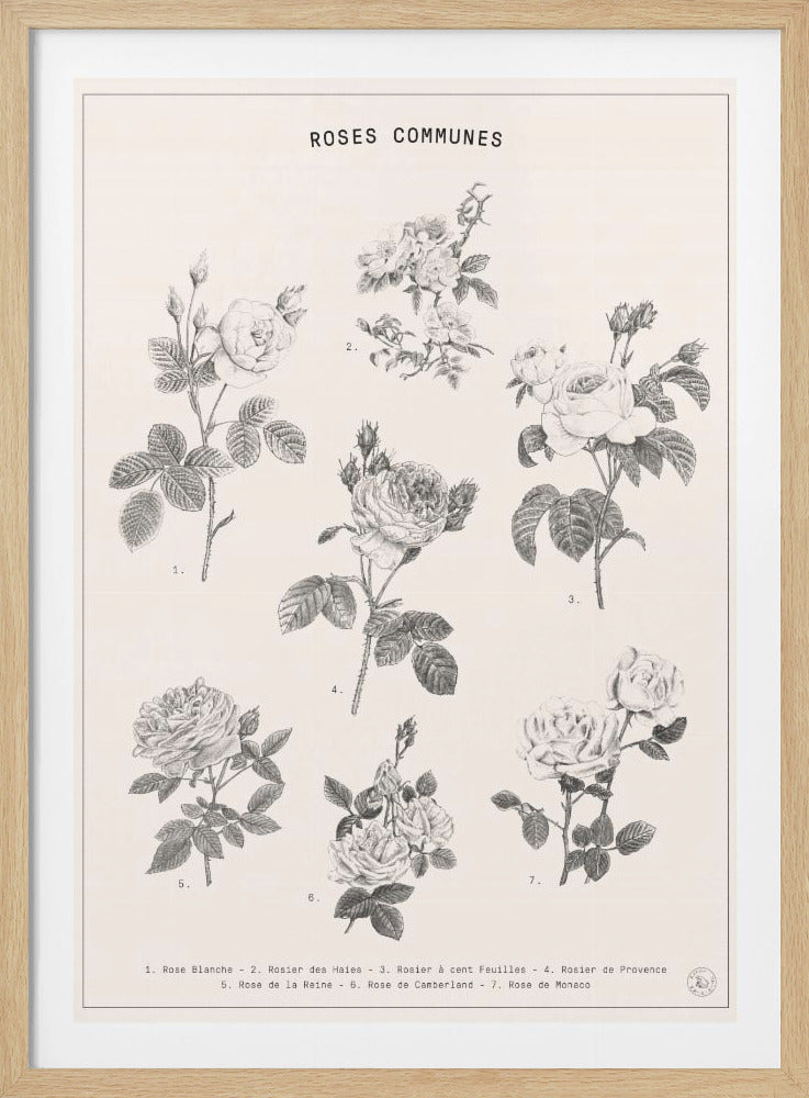 A framed vintage botanical chart titled 'ROSES COMMUNES' featuring seven detailed black and white illustrations of different rose varieties. Each rose is numbered, and a key at the bottom identifies them in French. Print