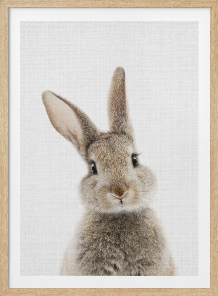 A close-up studio portrait of a fluffy baby rabbit against a plain white background, framed in black. The rabbit has soft brown and grey fur, large dark eyes, and long ears, with its head tilted curiously towards the viewer. Poster