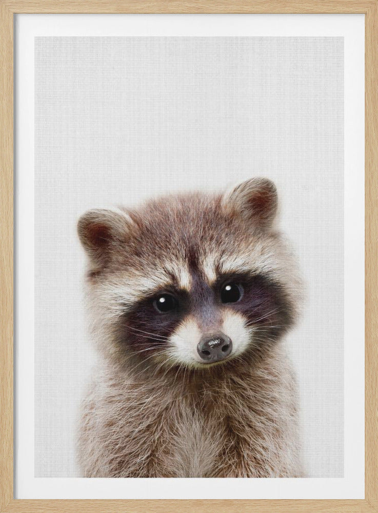 A close-up portrait of an adorable baby raccoon with fluffy brown and grey fur. It has a black mask around its big, dark eyes and is looking directly at the camera with its head slightly tilted against a plain white, textured background, framed in black. Poster
