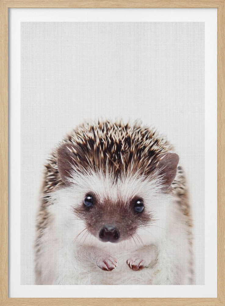 A close-up portrait of a cute hedgehog against a stark white background, looking directly at the camera. The image is enclosed in a simple black frame. Poster