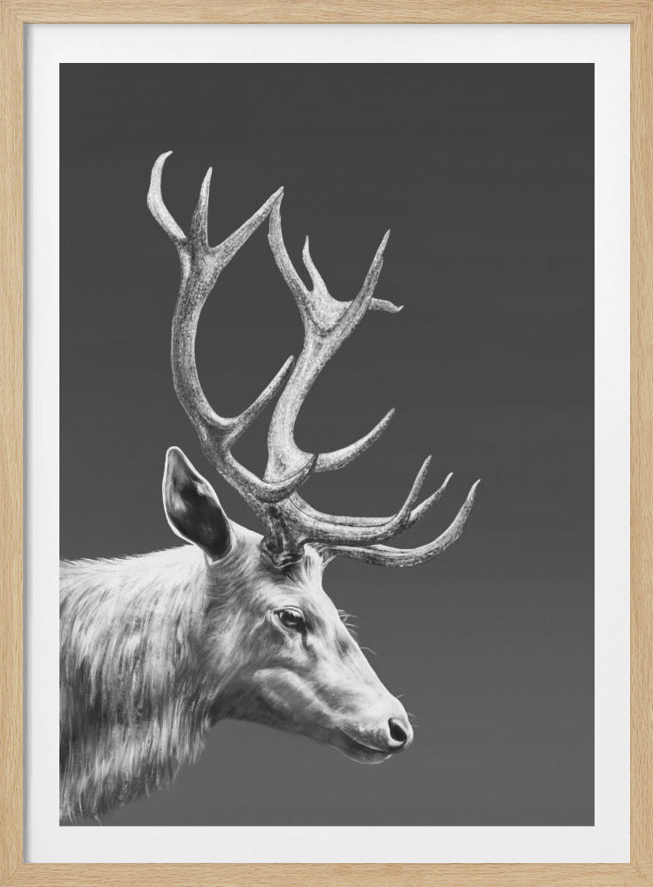 A majestic stag with large, branching antlers is depicted in a detailed black and white portrait. The animal is shown in profile, looking to the right, against a solid dark gray background, all within a thin black frame. Print