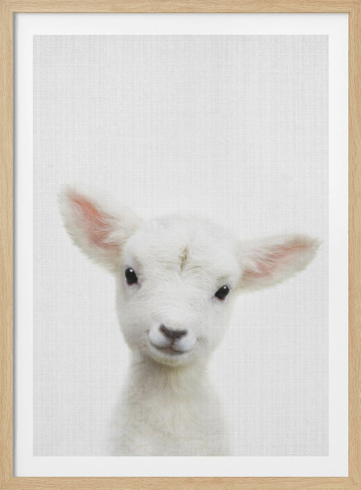 A close-up portrait of a fluffy white baby lamb against a simple white background, framed in black. The lamb looks directly at the camera with large, dark eyes and a sweet expression. Print