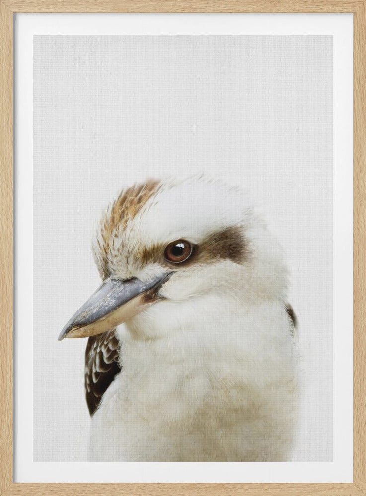 A framed, close-up portrait of a kookaburra against a plain white textured background. The bird's head is tilted down, showing its detailed brown and white feathers, dark eye, and strong beak. Poster