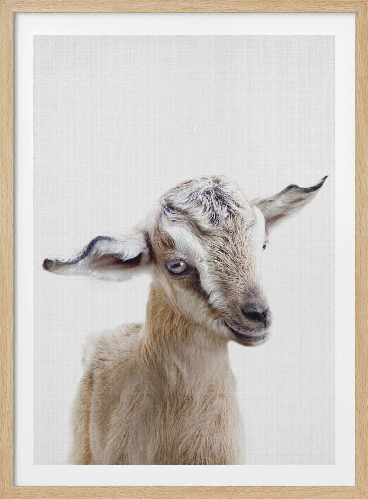 A close-up portrait of a baby goat with beige and white fur against a solid white background, framed in a simple black frame. The goat is looking slightly to the right with large, curious eyes and floppy ears. Decor