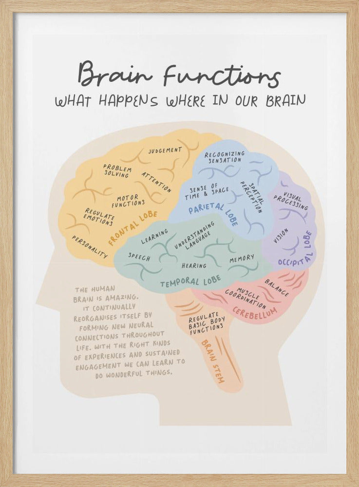 An educational poster titled 'Brain Functions' with a color-coded illustration of the human brain. Different lobes—frontal, parietal, temporal, occipital, and the cerebellum—are highlighted in pastel yellow, blue, teal, purple, and pink, with labels indicating their specific functions like 'Problem Solving,' 'Vision,' and 'Coordination'. Print