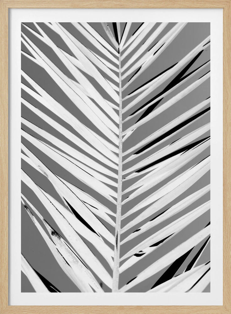 A high-contrast, black and white close-up photograph of a palm frond. The central stem runs vertically through the frame, with the individual leaves creating a dynamic pattern of diagonal white and gray stripes, accented by deep black shadows. The entire image is presented within a thin black frame. Print