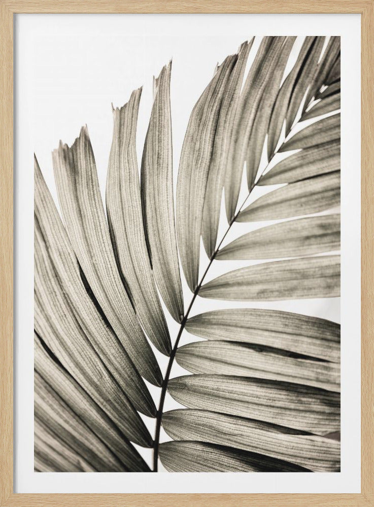 A framed, close-up, black and white photograph of a palm frond. The leaf is shown at a diagonal angle against a stark white background, emphasizing the texture and parallel veins of each individual leaflet. The tips of the leaflets are slightly frayed. Poster