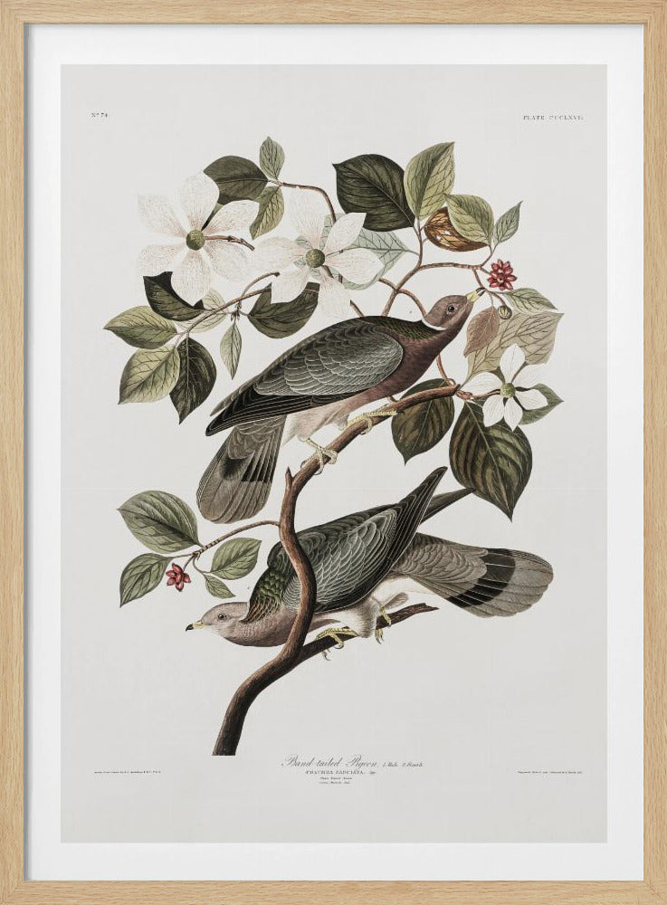 A vintage ornithological illustration of two Band-tailed Pigeons perched on the branch of a flowering dogwood tree. The detailed artwork showcases the birds' grey and brown plumage amidst white blossoms and green leaves against a neutral off-white background. Poster