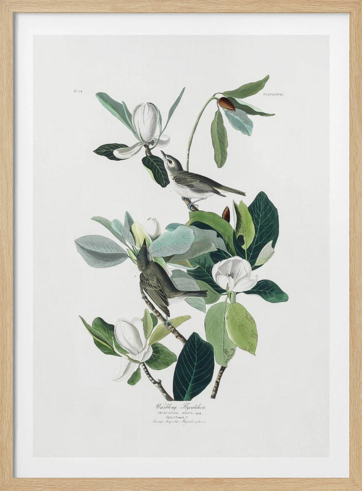 A vintage scientific illustration of two small olive-green birds, Warbling Flycatchers, perched on the branches of a magnolia tree. The tree has large green leaves and several large white magnolia flowers in various stages of bloom. The illustration is on a white background with script at the bottom and presented in a black frame. Decor