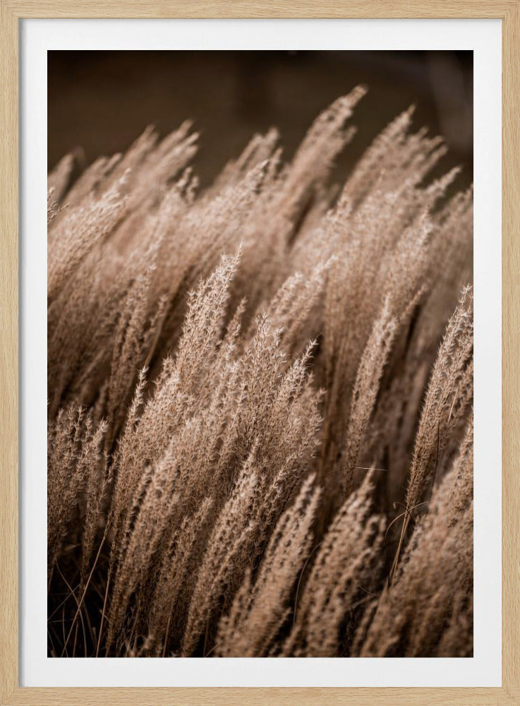 A close-up photograph of tall, feathery pampas grass in shades of beige and light brown, creating a soft, textured image against a darker, out-of-focus brown background. Artwork