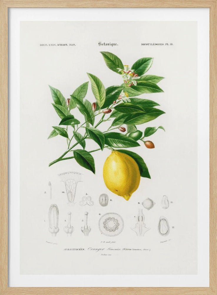A vintage botanical illustration of a lemon tree branch, featuring a bright yellow lemon, lush green leaves, and delicate white blossoms. Below the main branch are detailed scientific diagrams of the flower and fruit anatomy. The print has text in French at the top and Latin at the bottom, set against an off-white background and enclosed in a thin black frame. Wall Art