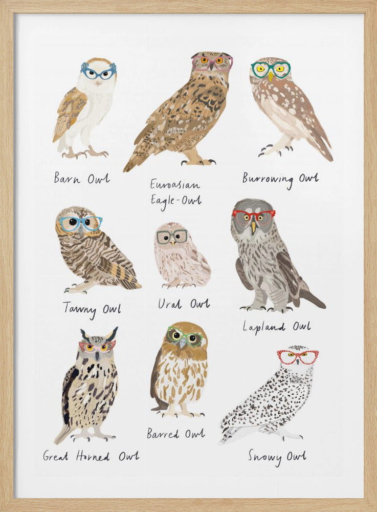 An illustrated chart of nine different species of owls, each wearing a pair of colorful, stylish glasses. The owls are labeled with their names: Barn Owl, Eurasian Eagle-Owl, Burrowing Owl, Tawny Owl, Ural Owl, Lapland Owl, Great Horned Owl, Barred Owl, and Snowy Owl. Print
