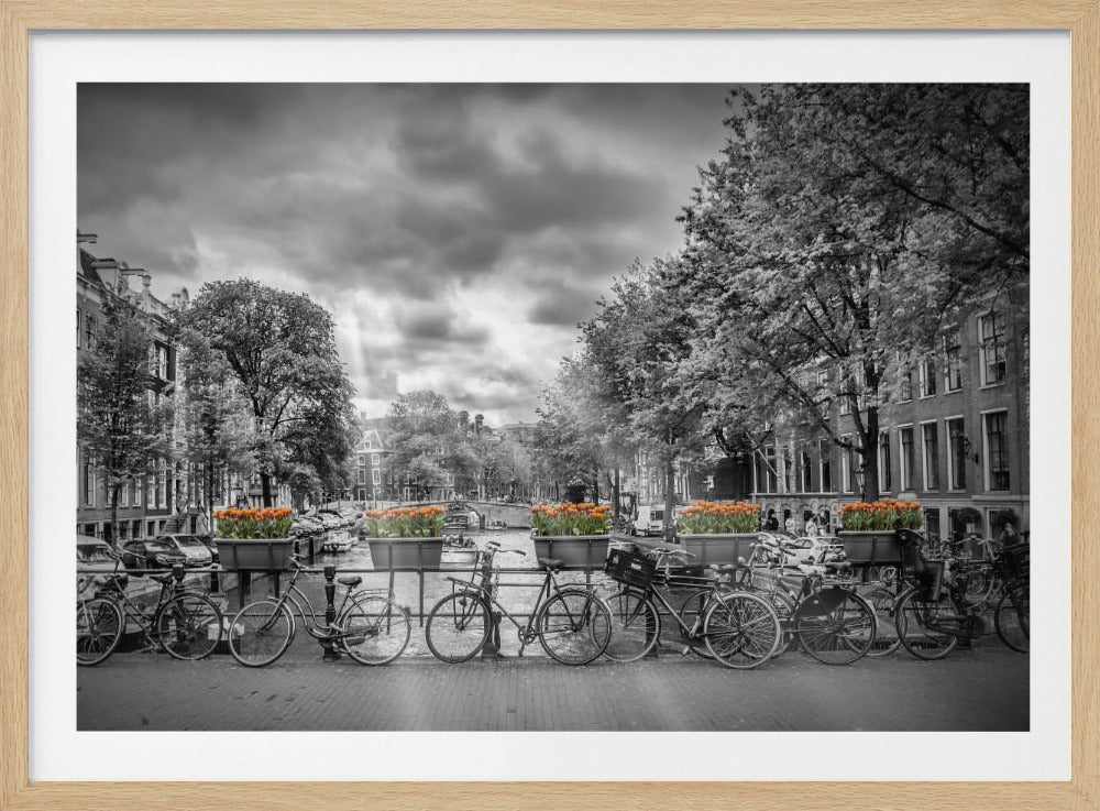 A selective color, black and white photograph of a classic Amsterdam canal scene, enclosed in a silver frame. The foreground shows a bridge lined with numerous bicycles and planters filled with vibrant orange tulips, which are the only colored elements. The background features canal houses, trees, and another bridge under a dramatic, cloudy sky with sunbeams. Print