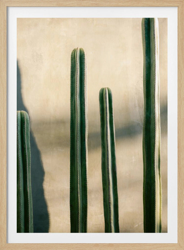 A close-up photograph of four tall, green columnar cacti standing in a row against a textured, light beige wall. Strong sunlight from the side creates bright highlights on the plants and casts a deep shadow to the left. Poster