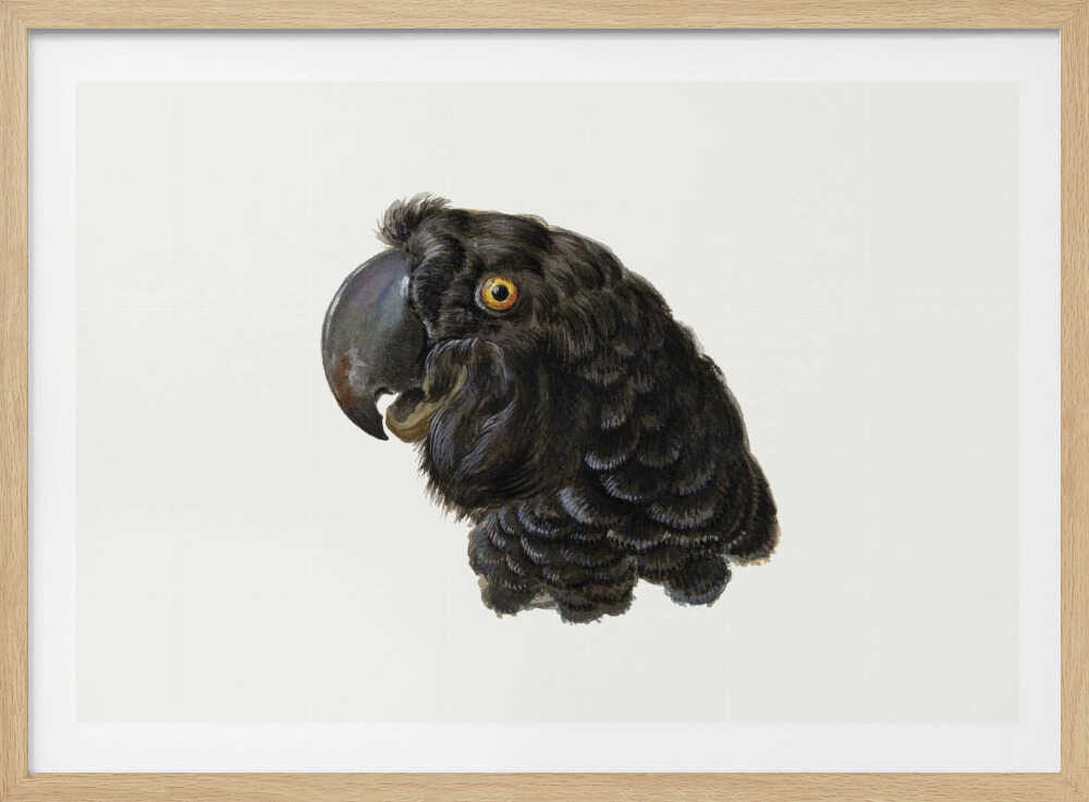 A framed vintage illustration of a black cockatoo's head in profile against a solid white background. The bird has detailed black feathers, a large dark beak, and a striking yellow-orange eye. The artwork is encased in a simple silver frame. Wall Art