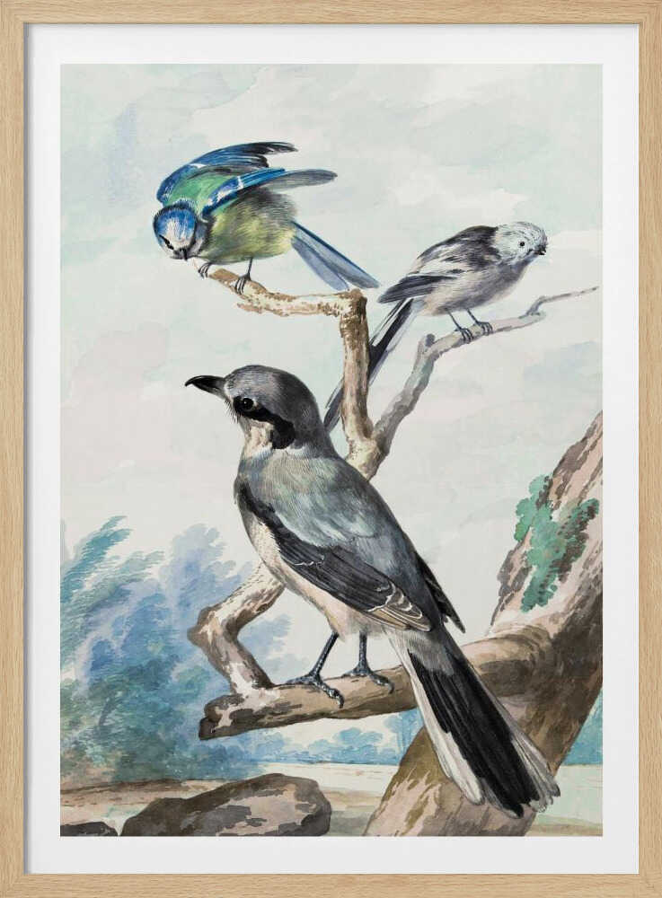 A vintage watercolor illustration of three birds perched on tree branches against a soft landscape background. A large grey shrike is in the foreground, with a smaller blue tit and a long-tailed tit on branches above it. The artwork is presented in a black frame. Decor