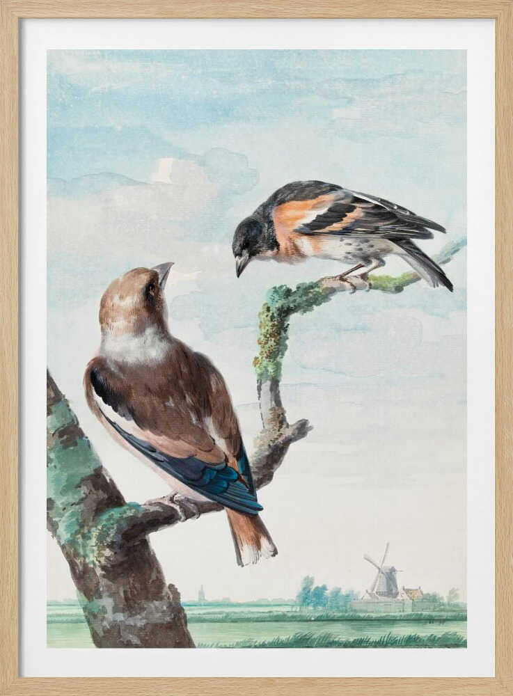 A vintage watercolor painting of two birds perched on branches against a soft blue sky. In the foreground, a Hawfinch with brown and blue feathers sits on a thick branch, while a Brambling with orange, black, and white plumage perches above. A classic Dutch landscape with a windmill is visible in the distant background. Wall Art