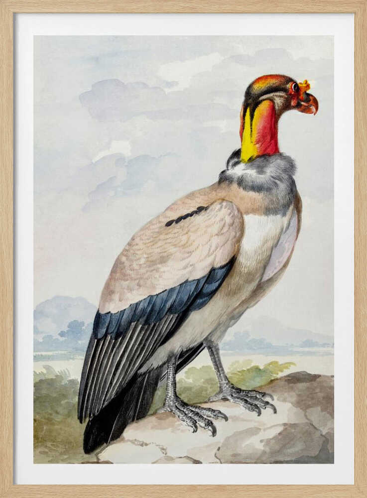 A vintage watercolor illustration of a King Vulture in profile, standing on a rock against a pale sky with distant mountains. The bird has a brightly colored featherless head in shades of red, orange, and yellow, a grey ruff, a cream-colored body, and dark blue and black wing feathers. Poster