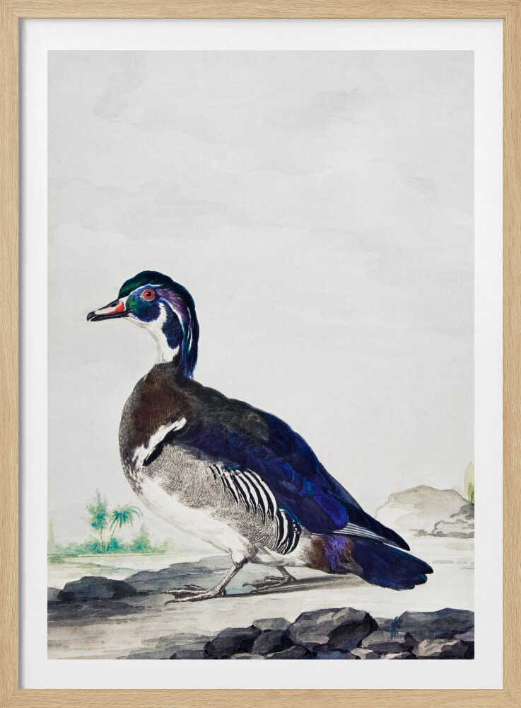 A vintage scientific illustration of a wood duck standing on a rocky shore, shown in profile. The bird has an iridescent blue and green head, a white throat, and deep blue wings, all set against a light, neutral background and presented in a simple black frame. Poster