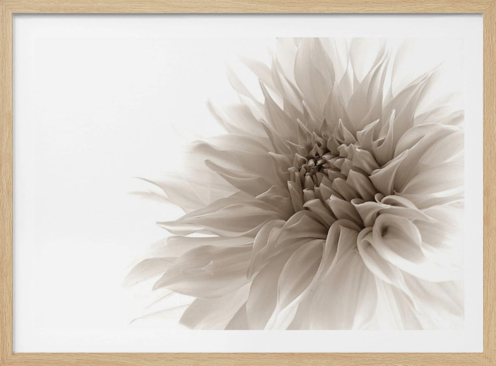 A sepia-toned, close-up photograph of a dahlia flower with delicate, layered petals against a bright white background, enclosed in a silver frame. Poster