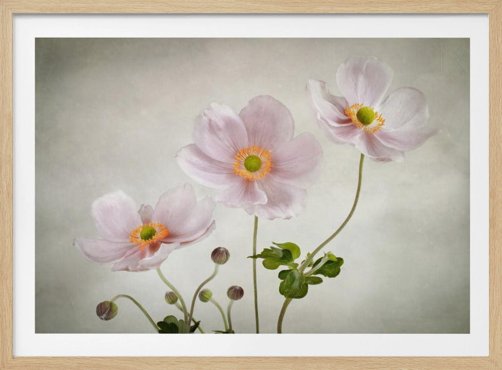 A soft-focus photograph of three delicate light pink anemone flowers with yellow and green centers against a textured, light grey background, enclosed in a silver frame. Artwork