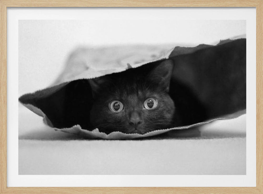 A framed, black and white close-up photograph of a black cat with large, round eyes peeking out from the opening of a paper bag. Wall Art