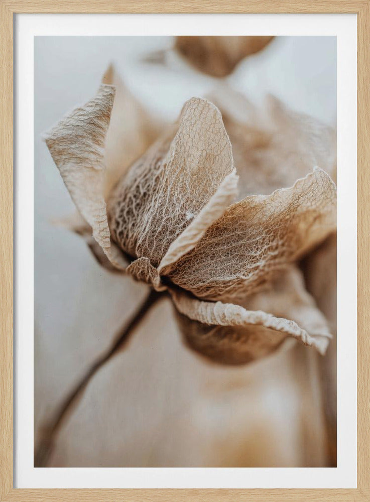 A macro photograph of a dried flower, focusing on the delicate, paper-thin petals that reveal an intricate, lace-like network of veins. The colors are muted beiges and browns, set against a soft, out-of-focus background. Wall Art
