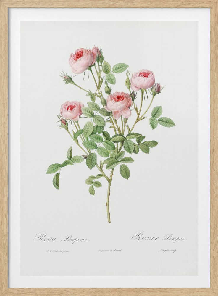 A vintage botanical illustration of a Rosa Pomponia, also known as Rosier Pompon, featuring a flowering stem with pink roses and green leaves against a white background. Cursive text at the bottom identifies the species. The artwork is framed in black. Print