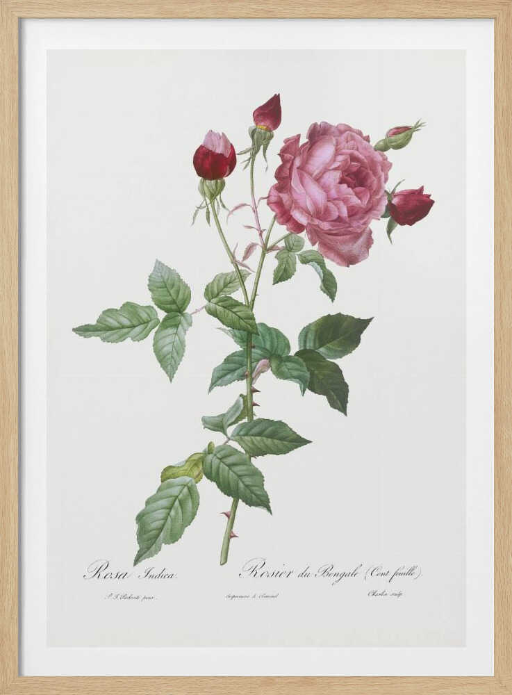 A vintage botanical illustration of a pink and red rose stem, featuring a large, fully bloomed pink flower and several red buds. The thorny green stalk and detailed leaves are set against a plain off-white background with cursive text below. The artwork is presented in a simple black frame. Wall Art