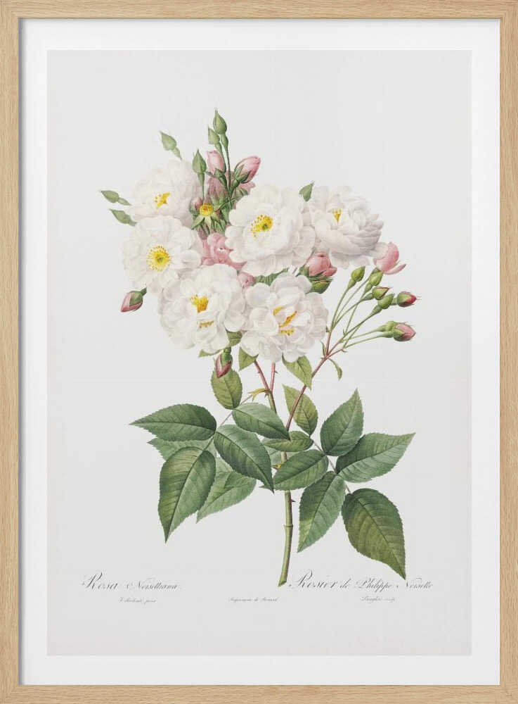 A vintage botanical illustration of a branch of white roses with yellow centers and pink buds. The detailed drawing shows lush green leaves on a white background, with scientific script at the bottom. The entire print is framed in a simple black frame. Poster