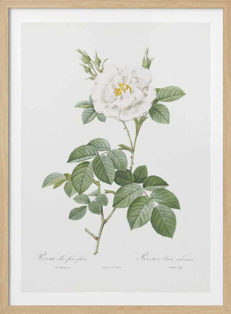 A vintage botanical illustration of a white rose, labeled 'Rosa alba flore pleno'. The flower is in full bloom with a yellow center, surrounded by buds and lush green leaves on a thorny stem. The artwork is presented on an off-white background with cursive text at the bottom and is displayed in a simple black frame. Wall Art