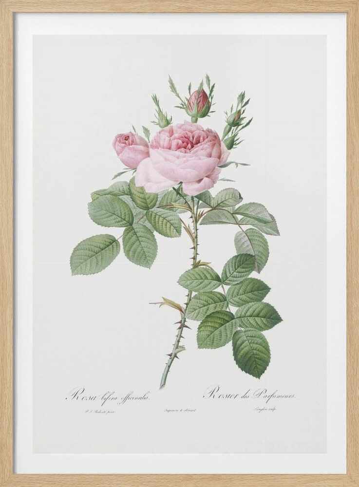 A vintage botanical illustration of a pink rose branch with full blooms and buds, green leaves, and a thorny stem against a white background. The artwork is framed in black and features script text at the bottom. Poster